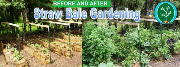 Straw Bale Gardening Ooltewah Nursery Landscape Co Inc